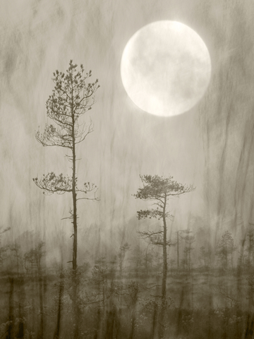 Monochromes Poster eines Waldes unter einem hellen Vollmond.