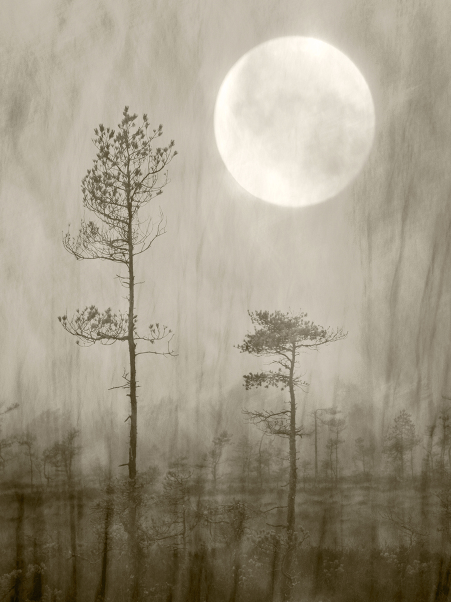 Monochromes Poster eines Waldes unter einem hellen Vollmond.