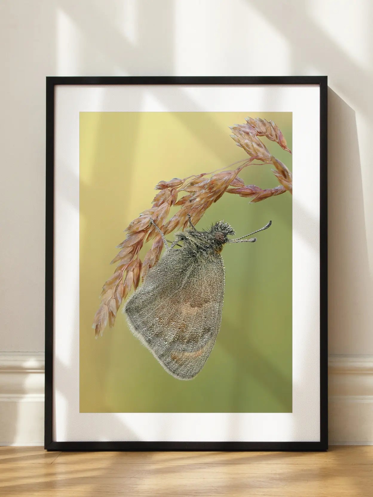 Moth Grass Stem Poster