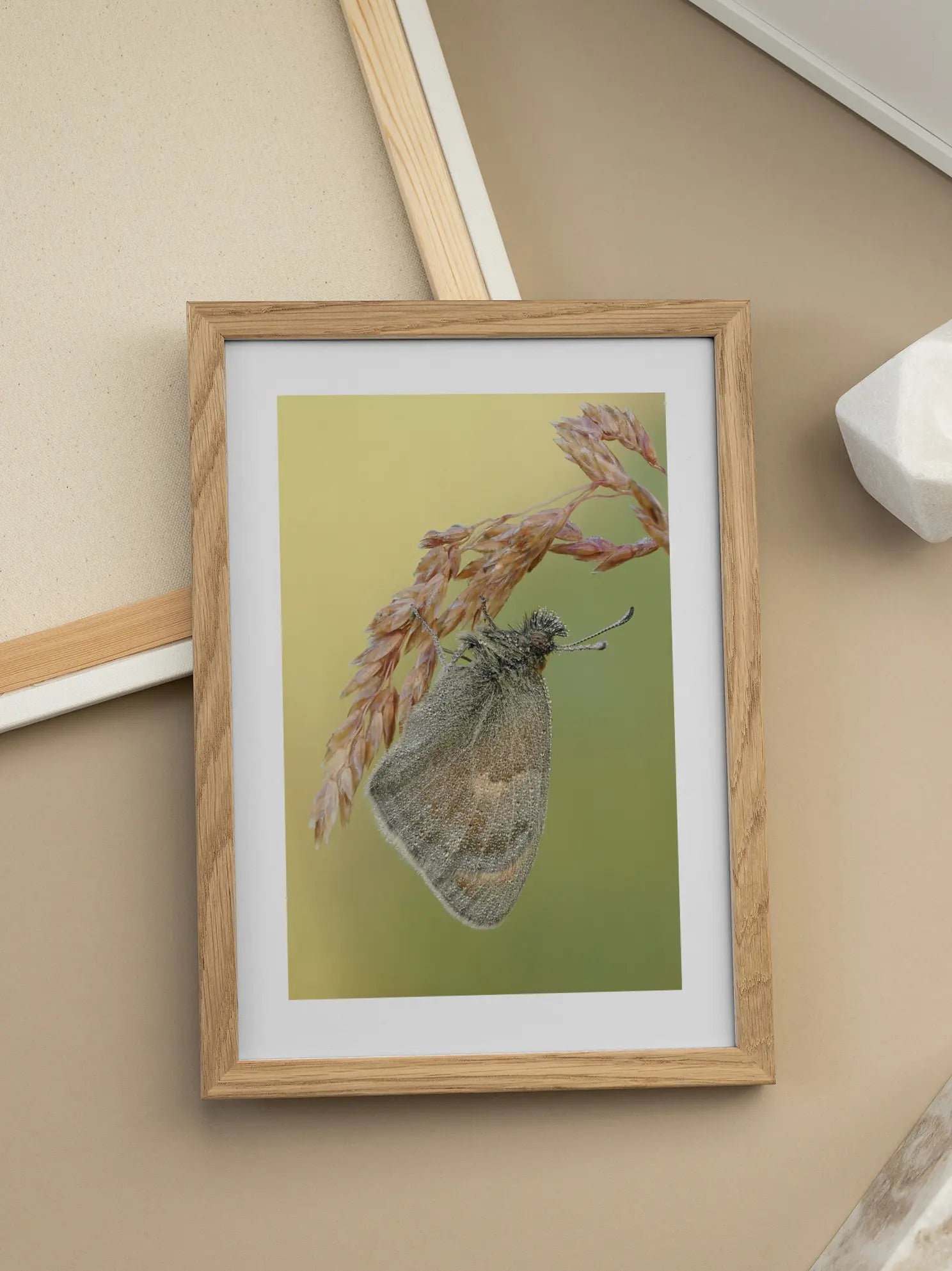 Moth Grass Stem Poster