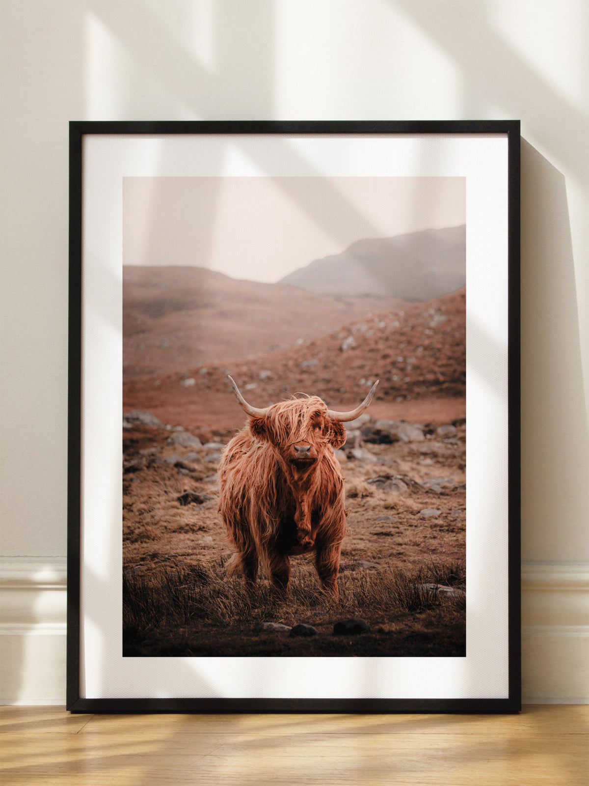 Highland Cow