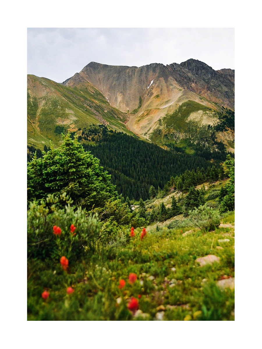 Fotografie einer Berglandschaft in Colorado mit roten Blumen im Vordergrund.