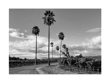 Schwarz-weiß-Fotografie von Palmen und Weinfeldern mit Bergen im Hintergrund.