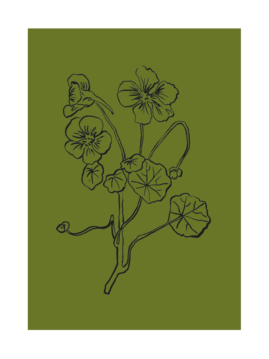 Illustration einer Kapuzinerkresse in Schwarz auf olivgrünem Hintergrund.
