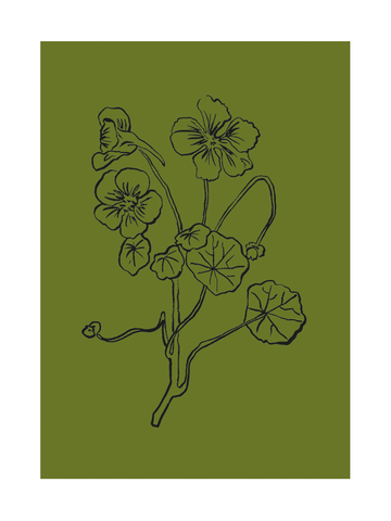 Illustration einer Kapuzinerkresse in Schwarz auf olivgrünem Hintergrund.