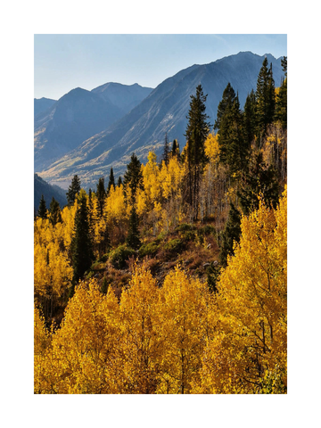 Herbstliche Berglandschaft mit gelben Bäumen und hohen Bergen im Hintergrund.