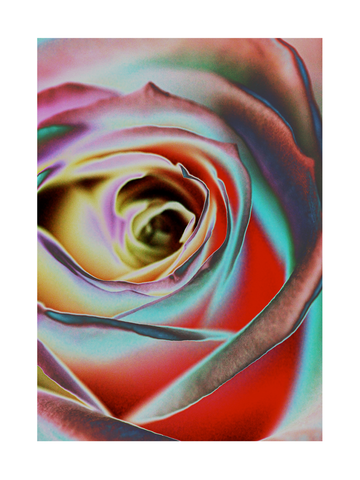Nahaufnahme einer Rose in leuchtenden Farben mit roten, blauen, lila und grünen Blütenblättern.