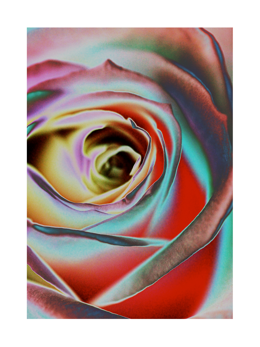 Nahaufnahme einer Rose in leuchtenden Farben mit roten, blauen, lila und grünen Blütenblättern.