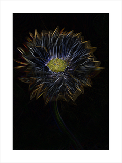Poster einer schwarzen Blume mit gelbem Kern auf dunklem Hintergrund.