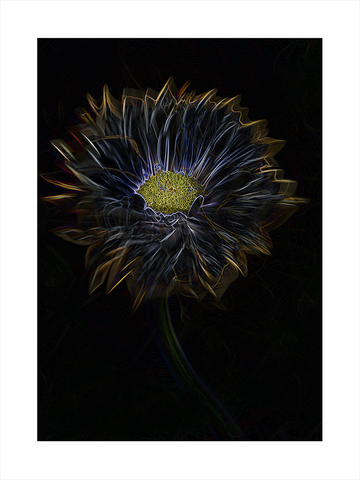 Poster einer schwarzen Blume mit gelbem Kern auf dunklem Hintergrund.