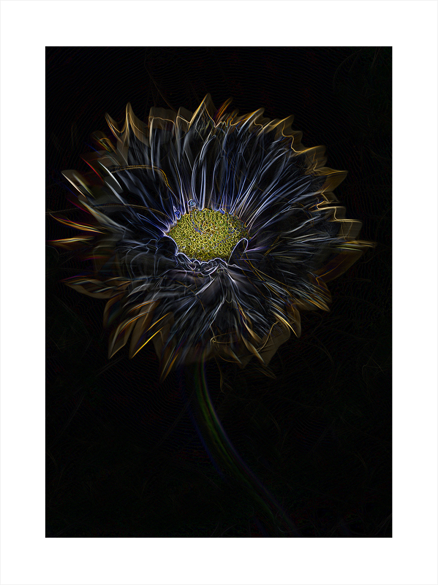 Poster einer schwarzen Blume mit gelbem Kern auf dunklem Hintergrund.