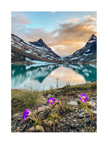 Fotografie von lila Blumen in einer felsigen Landschaft mit einem See und schneebedeckten Bergen im Hintergrund.