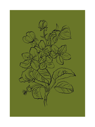 Illustration einer Kapuzinerkresse in Schwarz auf olivgrünem Hintergrund.