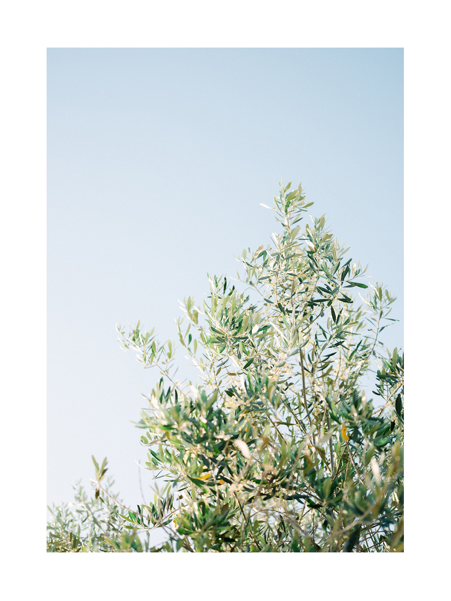 Fotografie eines Olivenbaums vor blauem Himmel.
