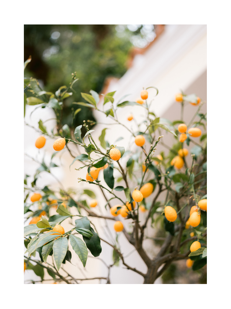 Fotografie eines Kumquatbaums mit grünen Blättern und orangefarbenen Früchten.
