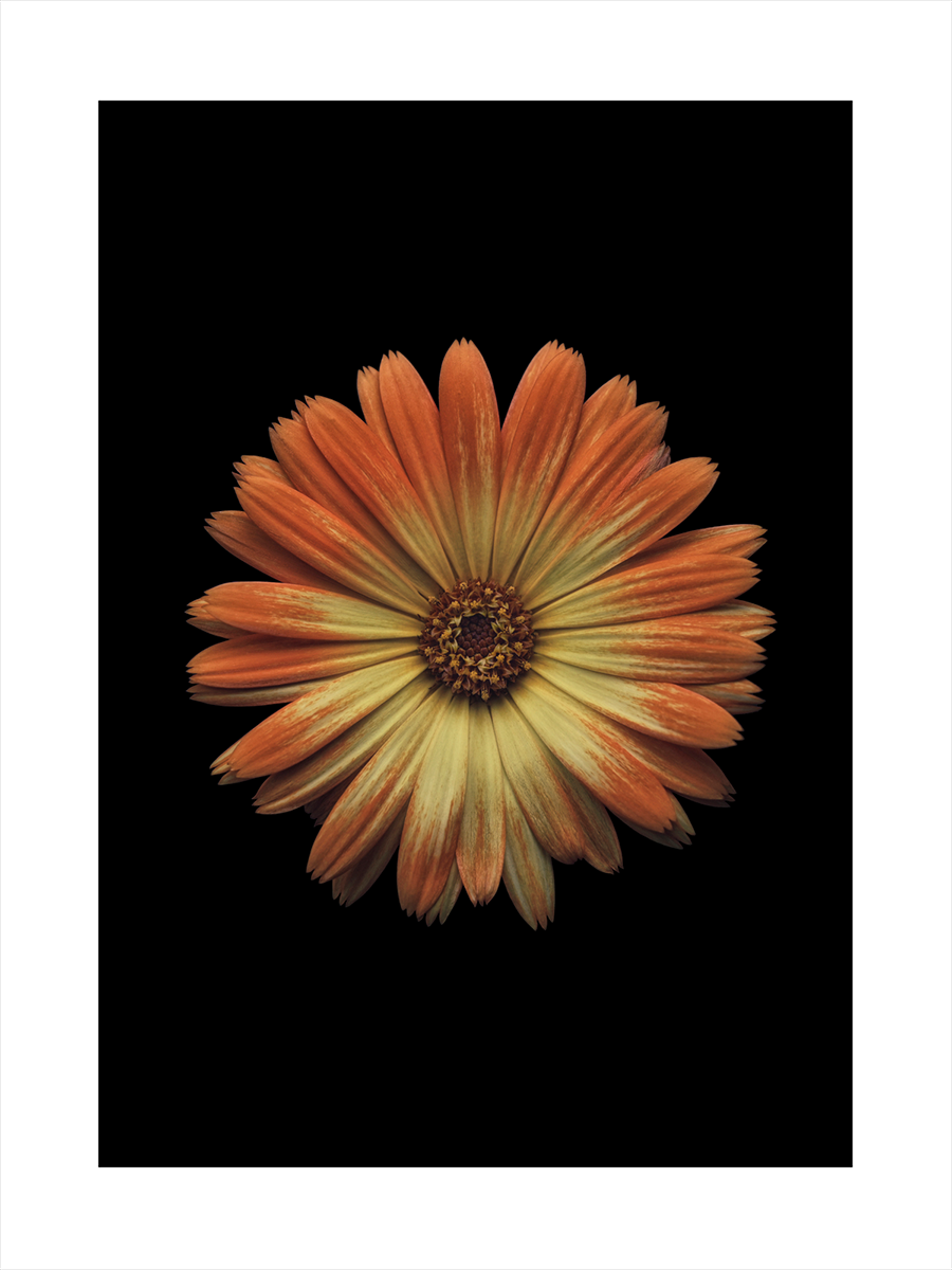 Orange Flower Poster