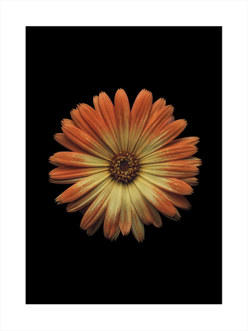 Fotografie einer orangefarbenen Blume vor einem schwarzen Hintergrund.