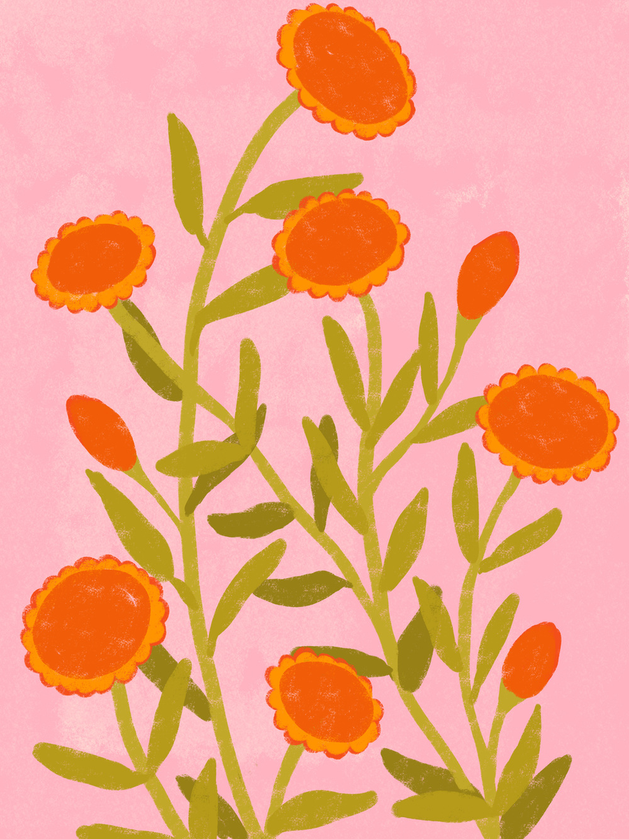 Illustration von orangefarbenen Blumen mit grünen Stielen und Blättern auf rosa Hintergrund.