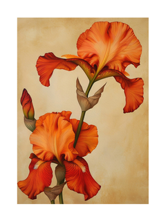 Poster mit zwei orangefarbenen Irisblumen vor einem hellbraunen Hintergrund.