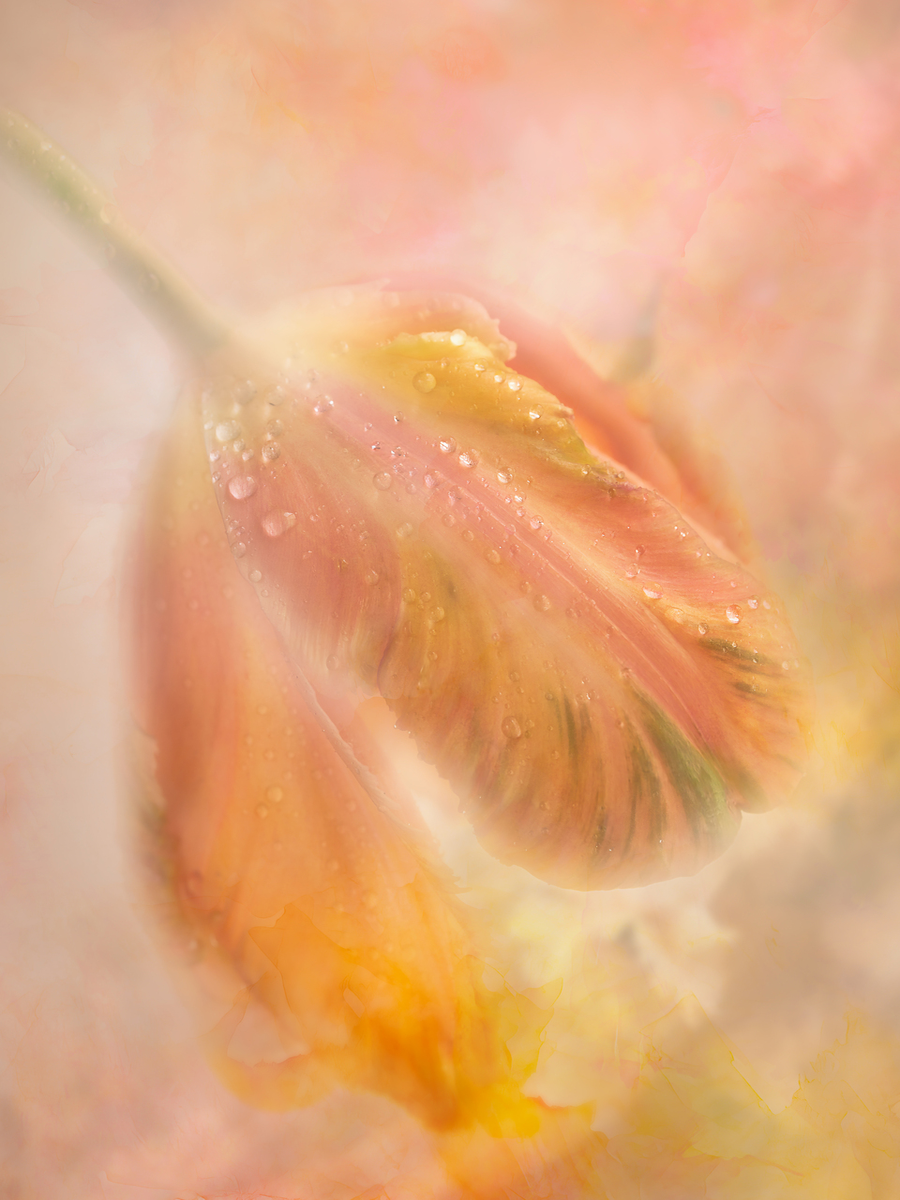 Poster einer orangefarbenen Blume mit Wassertropfen auf den Blütenblättern vor einem verschwommenen rosa-orangen Hintergrund.