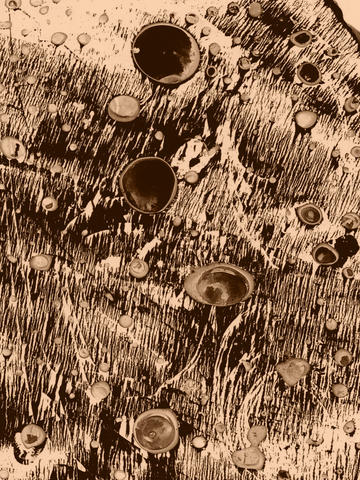 Abstrakte Kunst in Beige und Braun mit organischen Formen und Texturen.