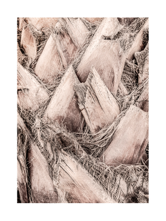 Nahaufnahme einer Palmenrinde in Beige.
