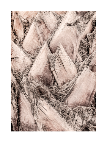 Nahaufnahme einer Palmenrinde in Beige.