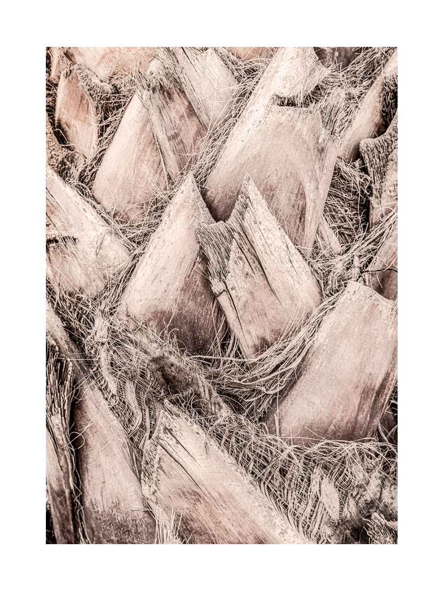 Nahaufnahme einer Palmenrinde in Beige.