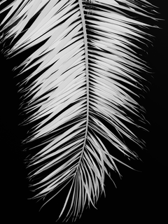 Schwarz-weiß-Fotografie eines Palmenblatts vor schwarzem Hintergrund.