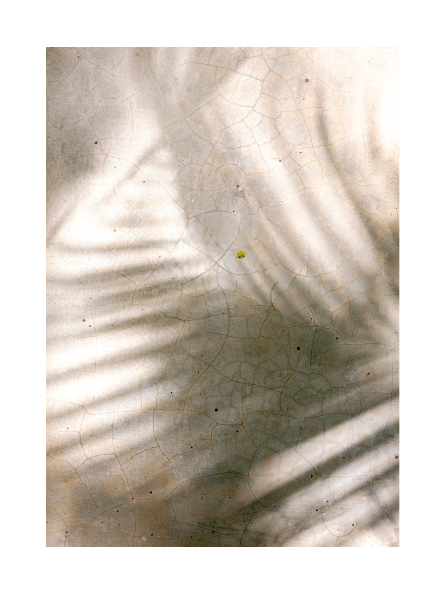 Palm Leaf Shadows Poster