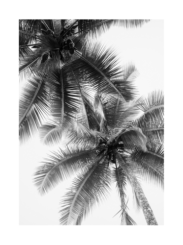 Schwarz-Weiß-Fotografie von zwei Palmen aus der Froschperspektive.