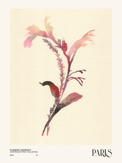 Botanische Illustration einer Pflanze in Rot und Rosa auf hellbeigem Hintergrund mit schwarzem Text am unteren Rand.