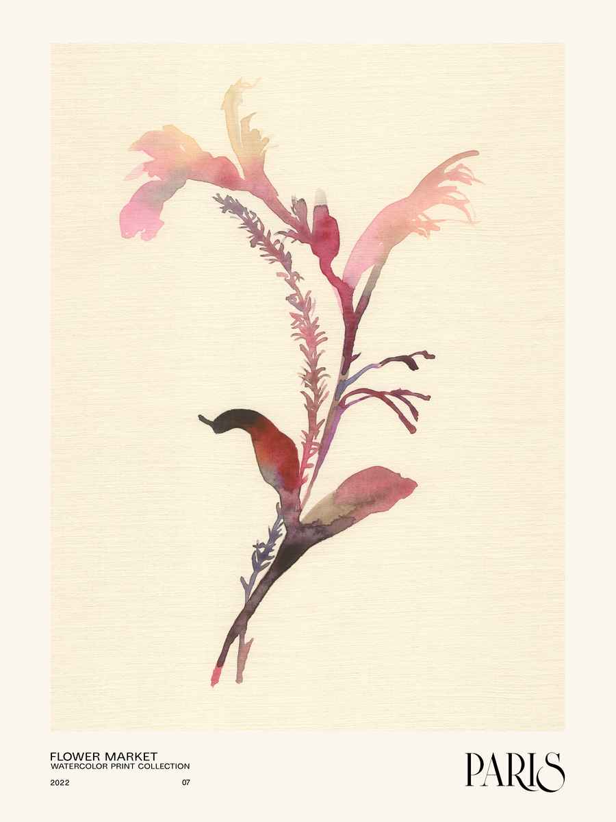 Botanische Illustration einer Pflanze in Rot und Rosa auf hellbeigem Hintergrund mit schwarzem Text am unteren Rand.