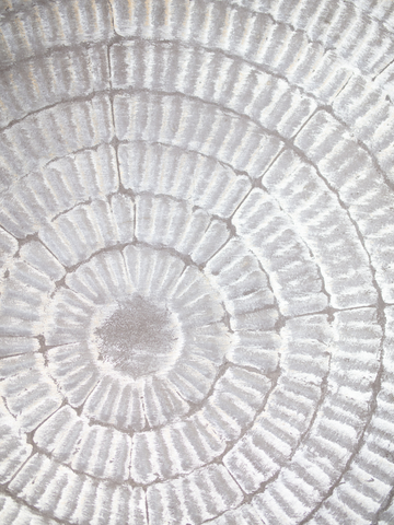 Nahaufnahme der Jahresringe eines Baumstamms in hellen Farben.