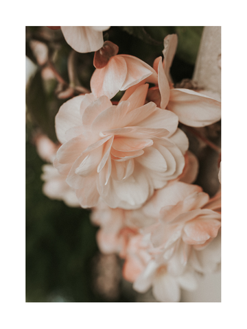 Nahaufnahme von zarten Pfirsichblüten in Pastelltönen.