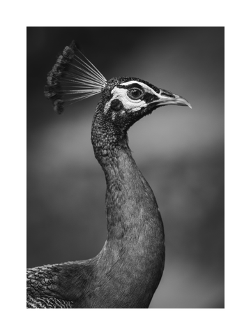 Schwarzweiß-Fotografie eines Pfaus.