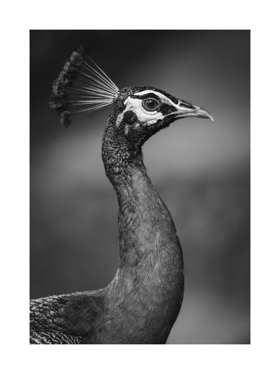 Schwarzweiß-Fotografie eines Pfaus.