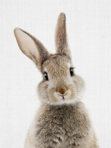 Ein Babykaninchen, das direkt in die Kamera schaut, vor einem hellen Hintergrund.