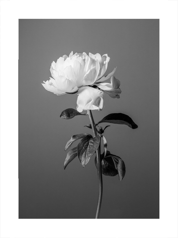 Schwarz-weiß-Fotografie einer Pfingstrose mit Blättern vor grauem Hintergrund.