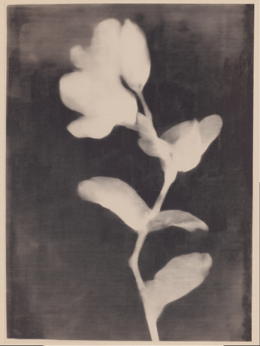 Poster mit einer weißen Blume und Blättern vor einem dunkelbraunen Hintergrund.