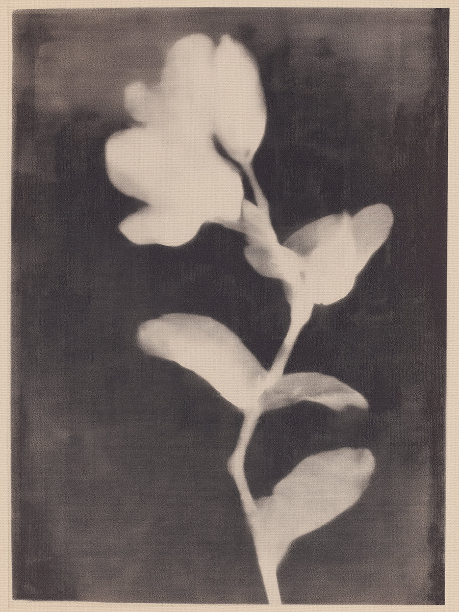 Poster mit einer weißen Blume und Blättern vor einem dunkelbraunen Hintergrund.