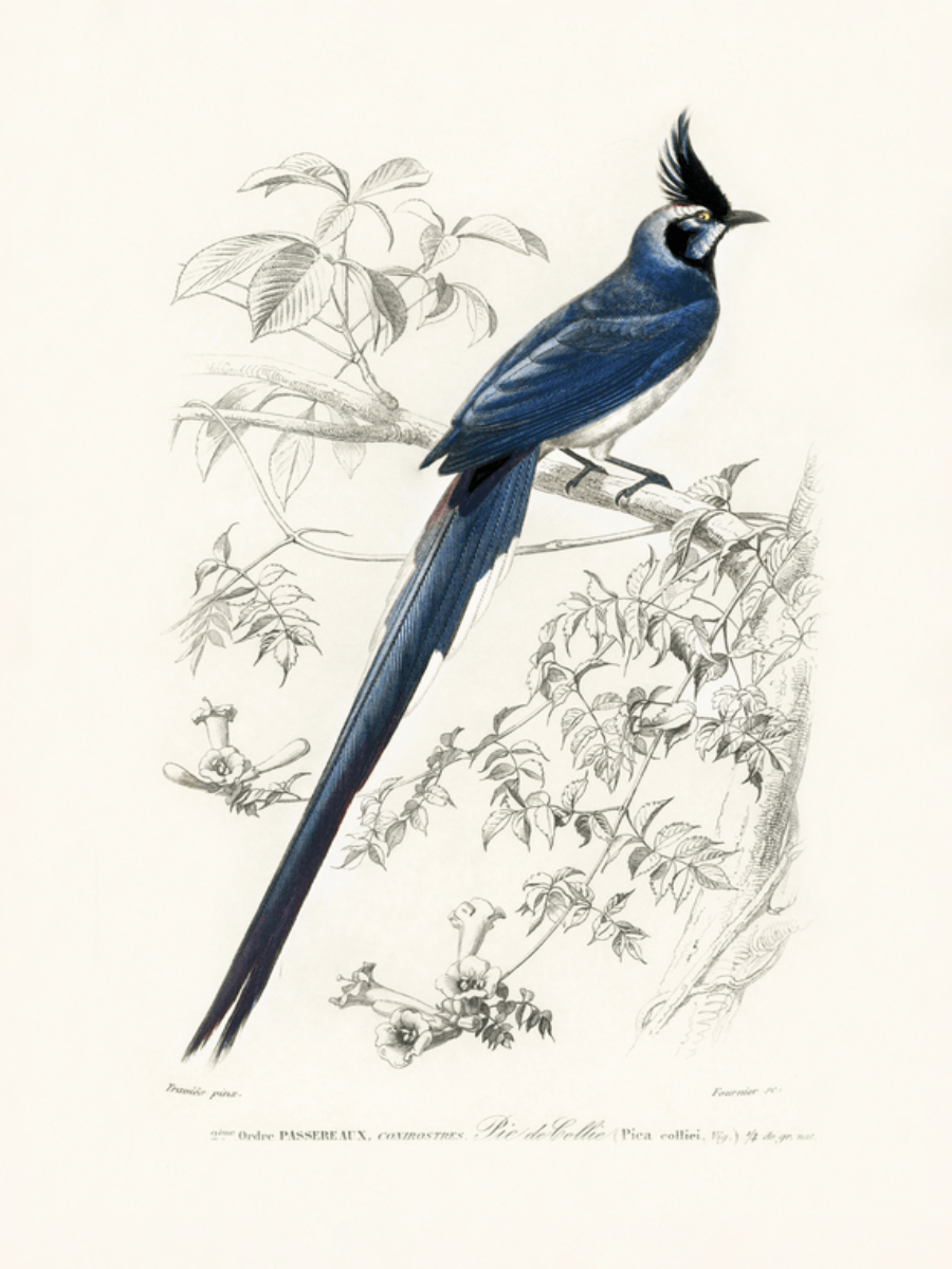 Illustration eines blauen Vogels mit langem Schwanz auf einem Ast, mit Pflanzen im Hintergrund.