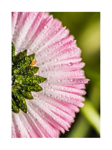 Zarte rosa Blütenblätter einer Pfingstrose in Nahaufnahme.