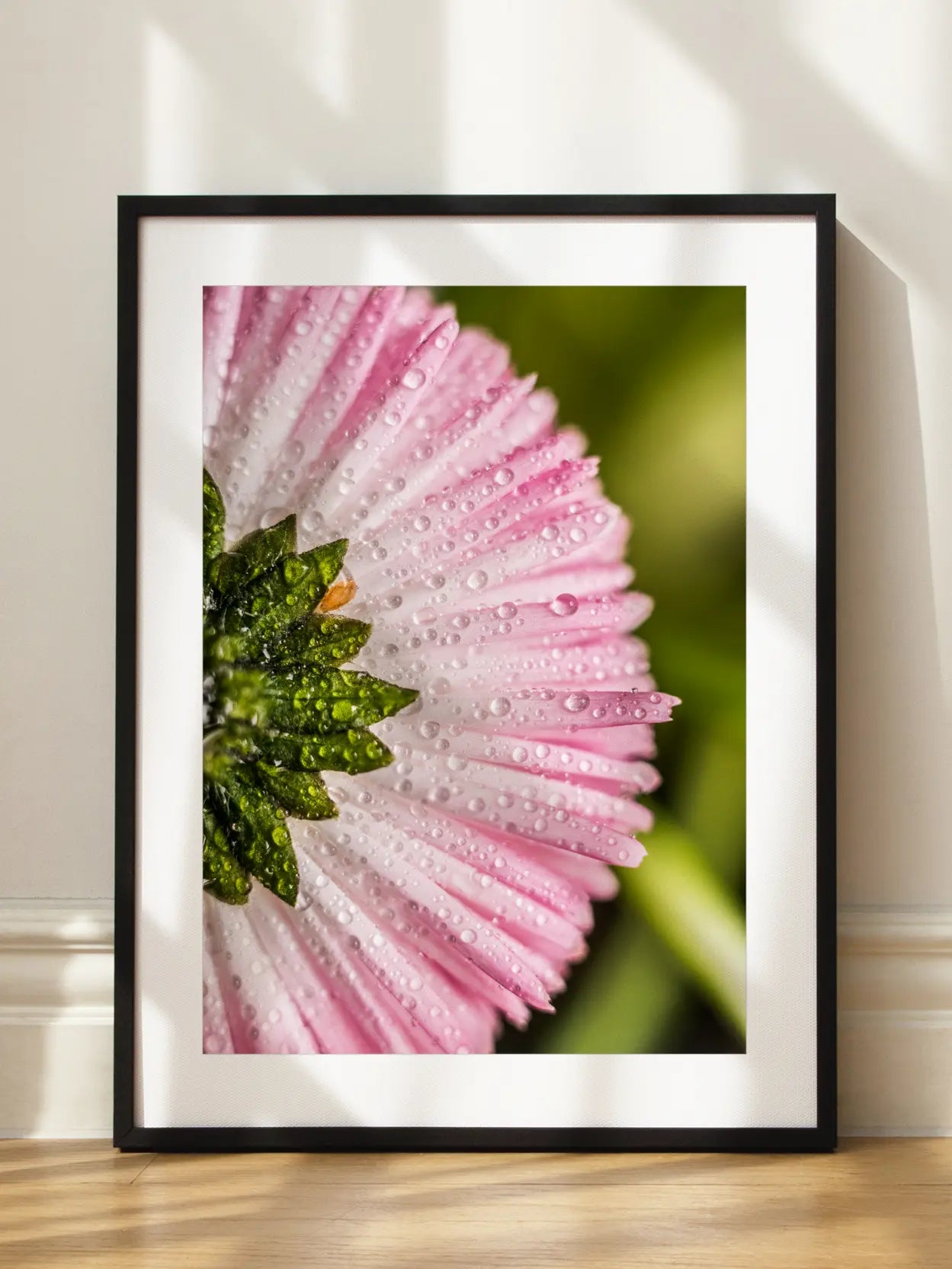 Pink Daisy Close Up