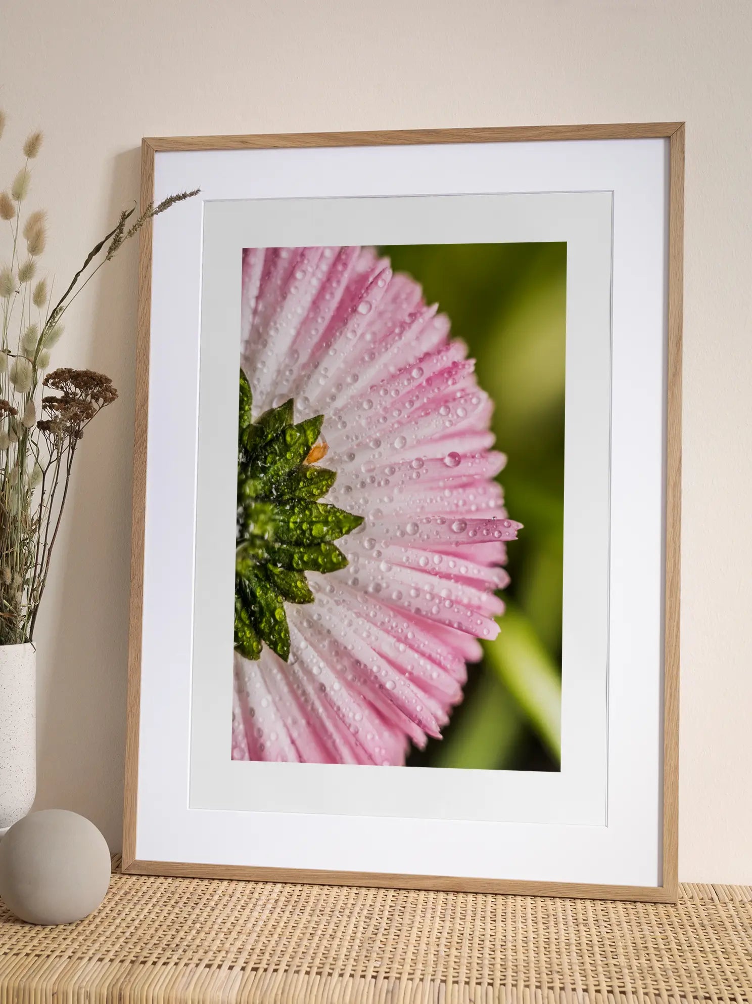 Pink Daisy Close Up Poster