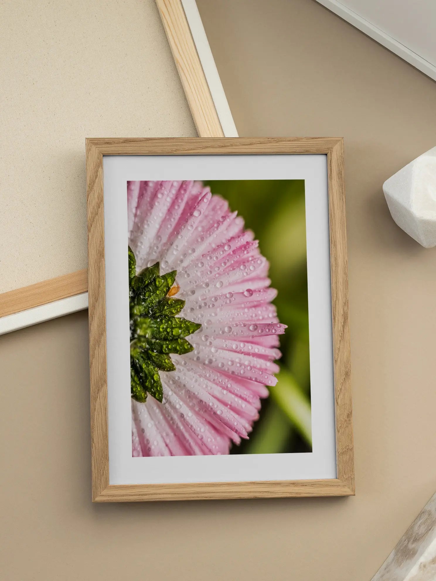 Pink Daisy Close Up Poster