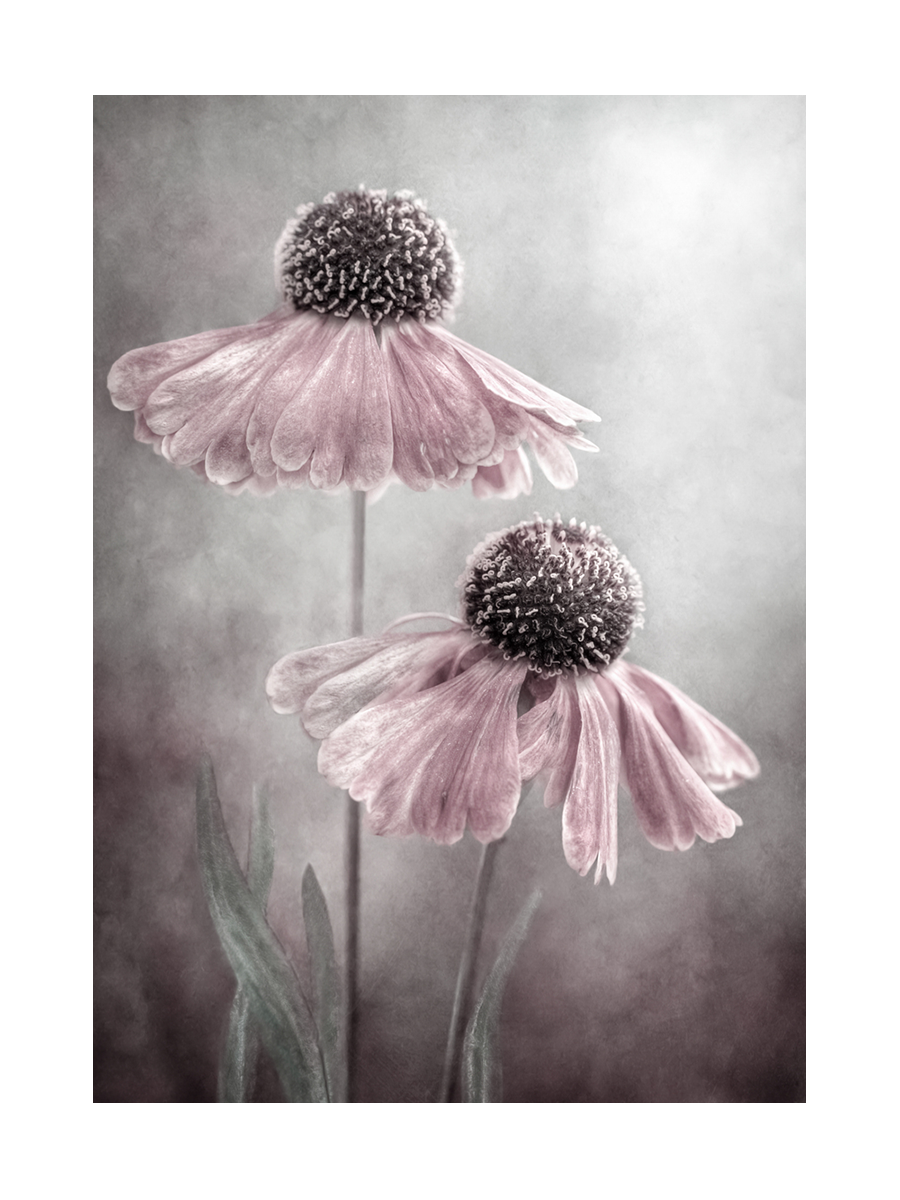 Fotografie von zwei rosa Blumen mit grauem Hintergrund.