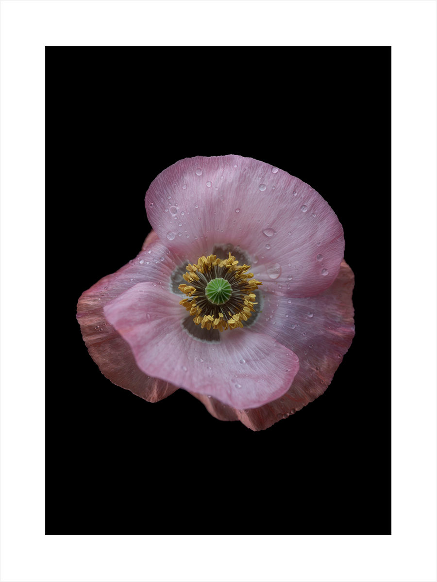 Pink Flower Poster