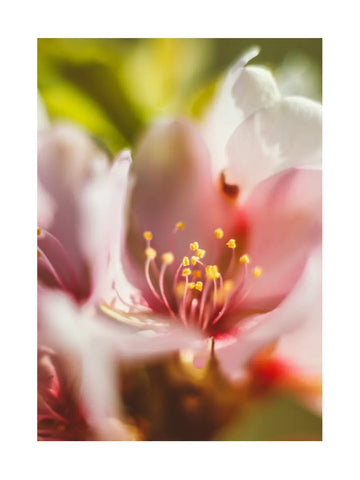 Illustration einer bunten Wildblumenwiese im nostalgischen Stil.