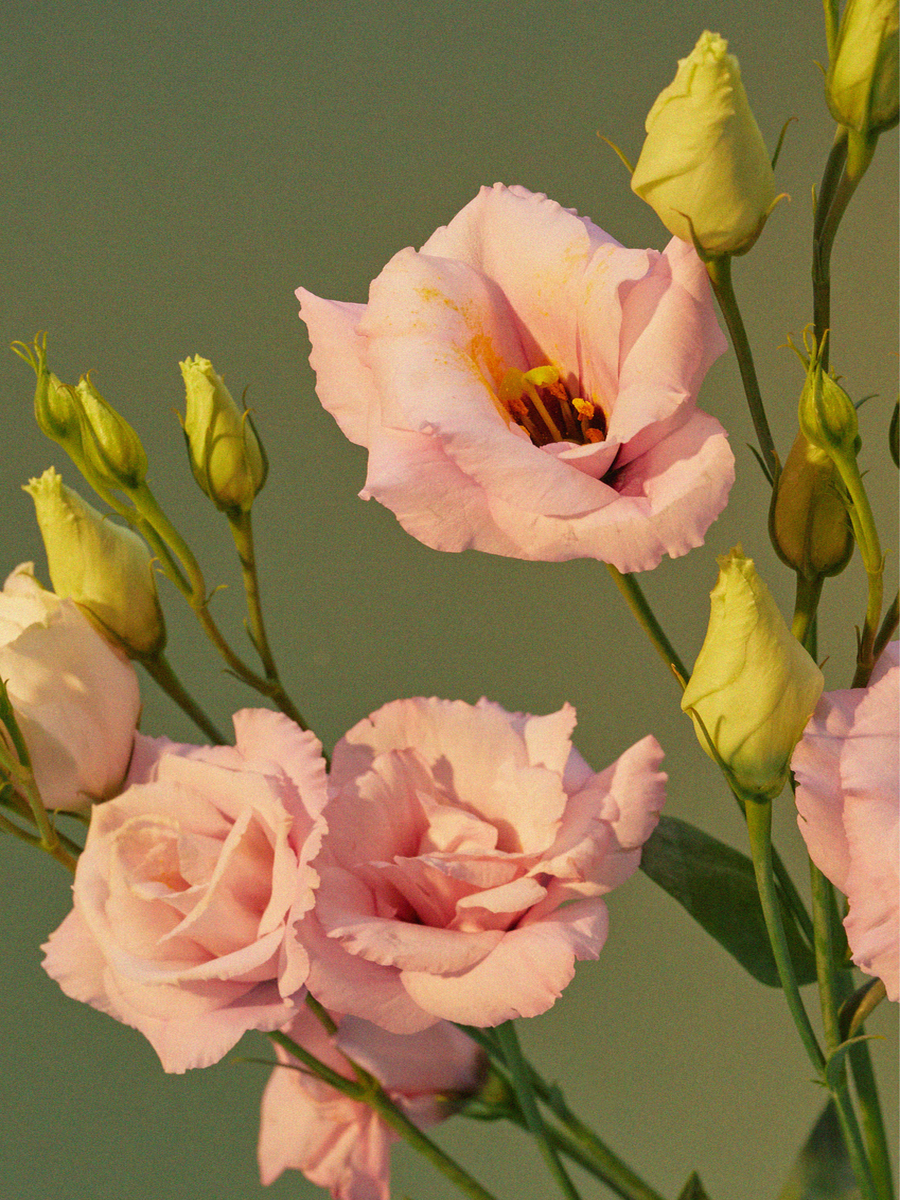 Fotografie von rosa Lisianthus-Blumen mit grünen Knospen vor unscharfem Hintergrund.